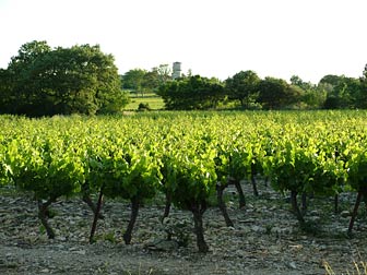 la plaine viticole de l'Uzge