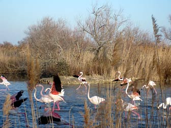 Roselieres and pink flamengoes in Camargue